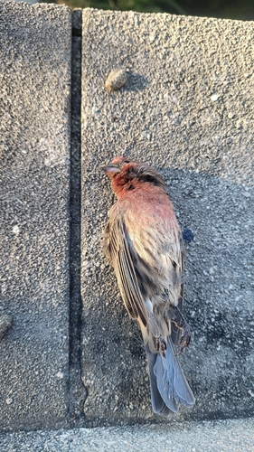 House Finch