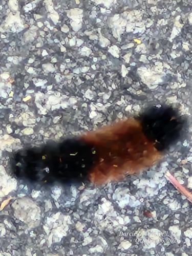 Isabella Tiger Moth