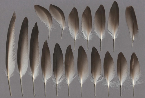 Plume de Puffin yelkouan
