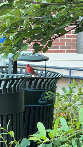 Northern Cardinal
