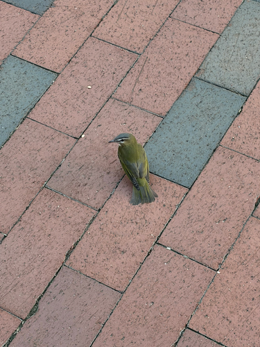 Red-eyed Vireo