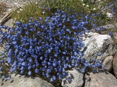 Campanula cochleariifolia