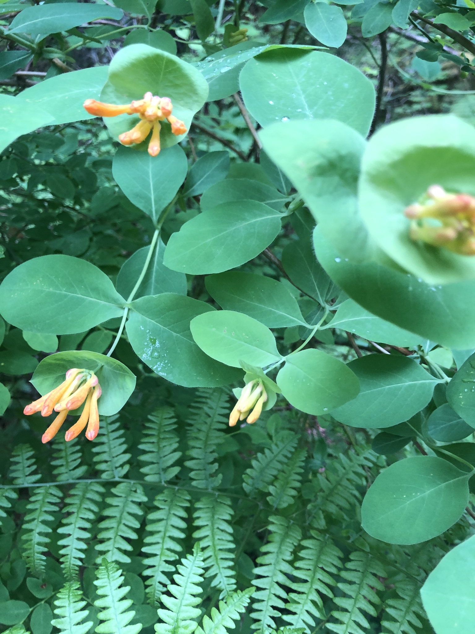 orange honeysuckle