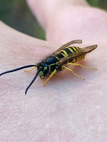 Eastern Yellowjacket