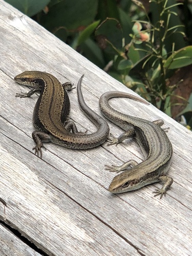 Tussock Cool-skink