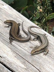 Entrecasteaux's Skink photo 2