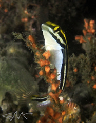 Petroscirtes fallax