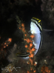 Petroscirtes fallax
