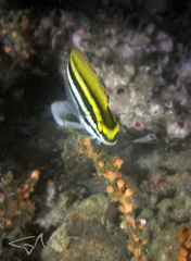 Petroscirtes fallax