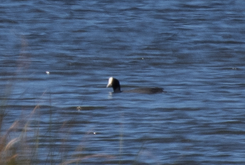 Fulica alai observed 2026-09-28