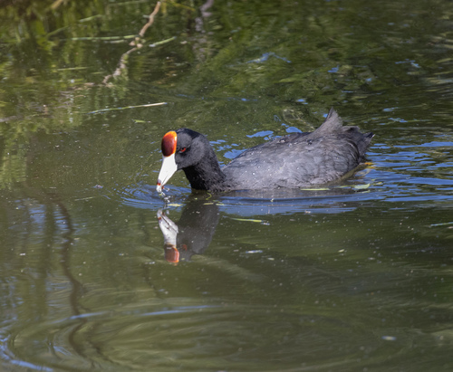 Fulica alai observed 2026-09-28