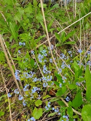 Brunnera sibirica