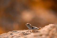 Pseudotrapelus jensvindumi