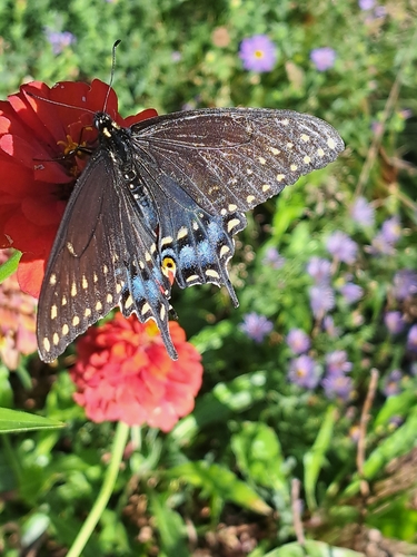 Black Swallowtail