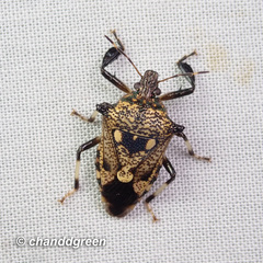 Eocanthecona concinna