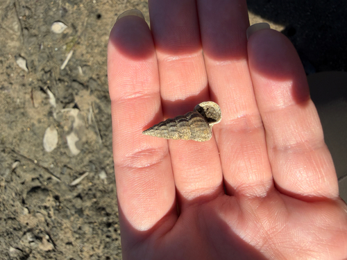 California Horn Snail