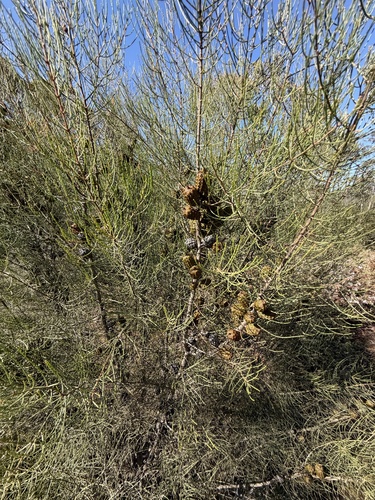 Allocasuarina muelleriana observed 2026-10-06