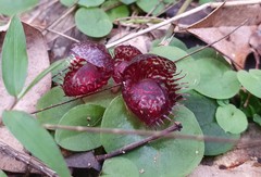 Corybas fimbriatus