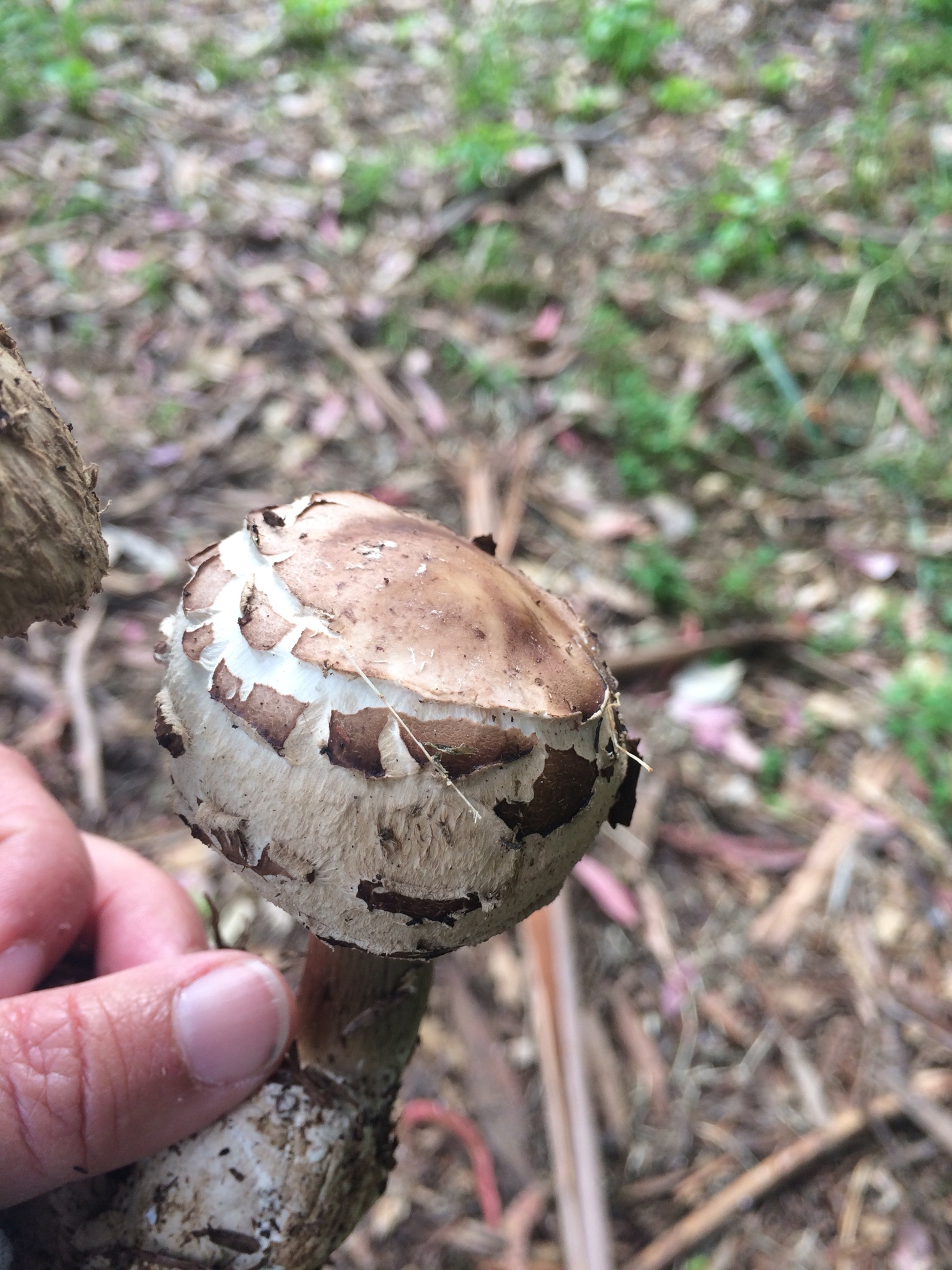 Chlorophyllum brunneum image