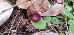 Corybas fimbriatus