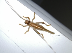 Gryllacridinae