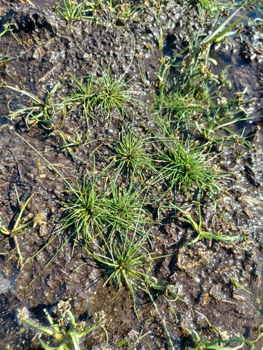 Eleocharis flavescens observed 2026-10-04