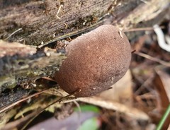 Lycoperdon subincarnatum