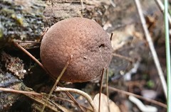 Lycoperdon subincarnatum