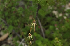Caladenia rhomboidiformis