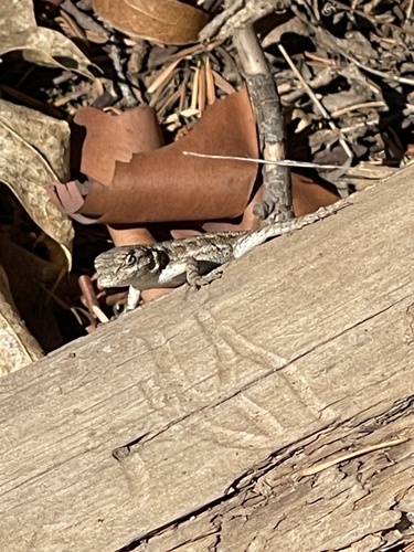 Western Fence Lizard seen in Sonoma Valley