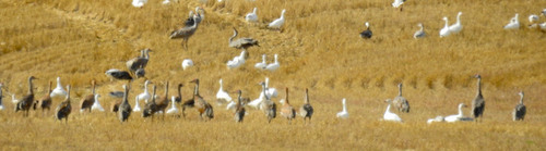 Sandhill Crane
