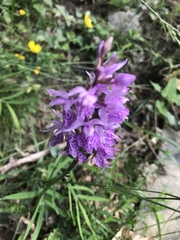 Dactylorhiza maculata