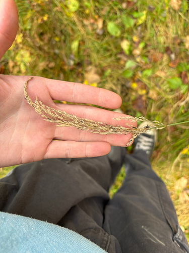 Calamagrostis canadensis observed 2026-10-06