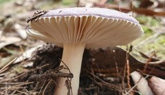 Russula lenkunya