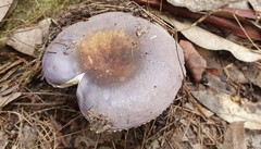Russula lenkunya