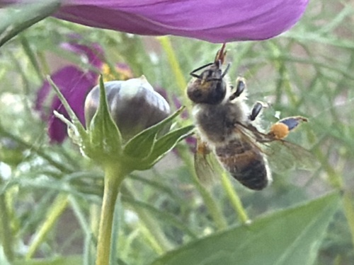 Western Honey Bee
