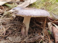 Russula lenkunya