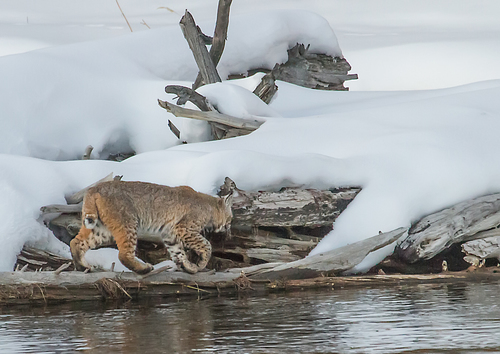 Bobcat photographed in Wyoming