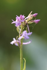 Gymnadenia