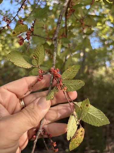 Cedar Elm
