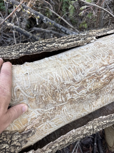 Emerald Ash Borer