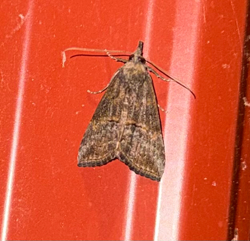 Green Cloverworm Moth