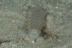 Hadrosquilla perpasta