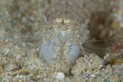 Hadrosquilla perpasta