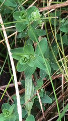 Hypericum maculatum