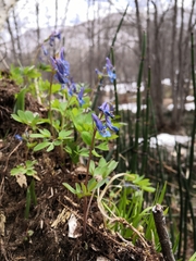 Corydalis ambigua