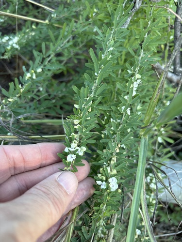 Chinese bushclover