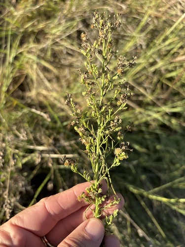 horseweed