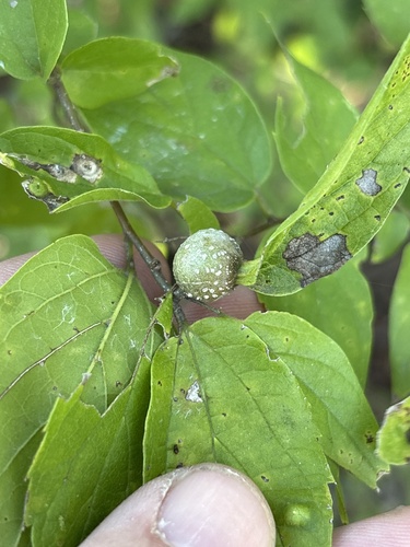 Hackberry Petiole Gall Psyllid