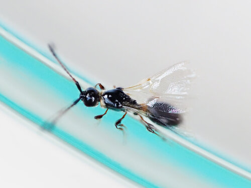 Trichopria observed 2026-09-14